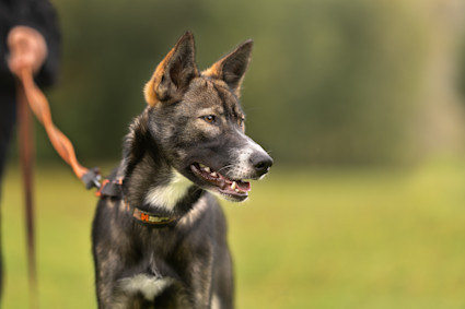 ga pent i band 2 hero kort