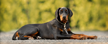 ensam hemma 2 kort hero