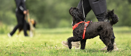 passering 2 kort hero