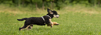 Innkalling del 2 kort