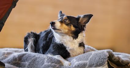 Hundspråk hero kort