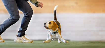 juniorhunden kort hero