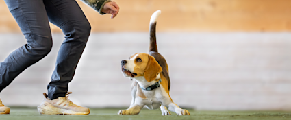 Juniorhunden kort hero
