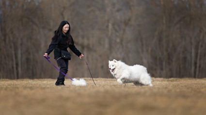 Lek samojed