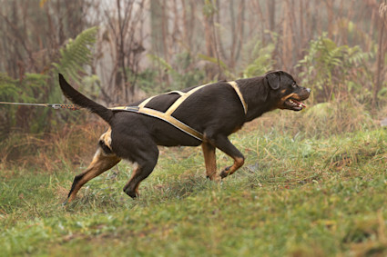 Trekk rottweiler