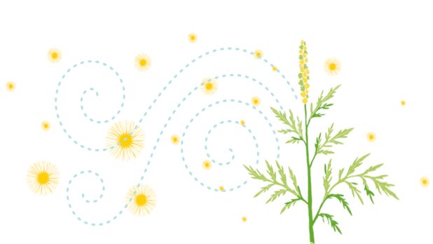 Pollen produit par une plante, qui se répand dans l'environnement