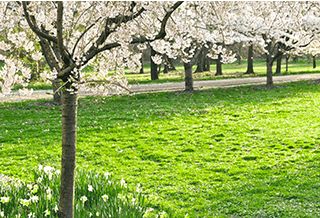 Cerisiers en fleurs dans un parc