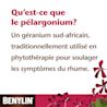Qu’est-ce que le pélargonium? 