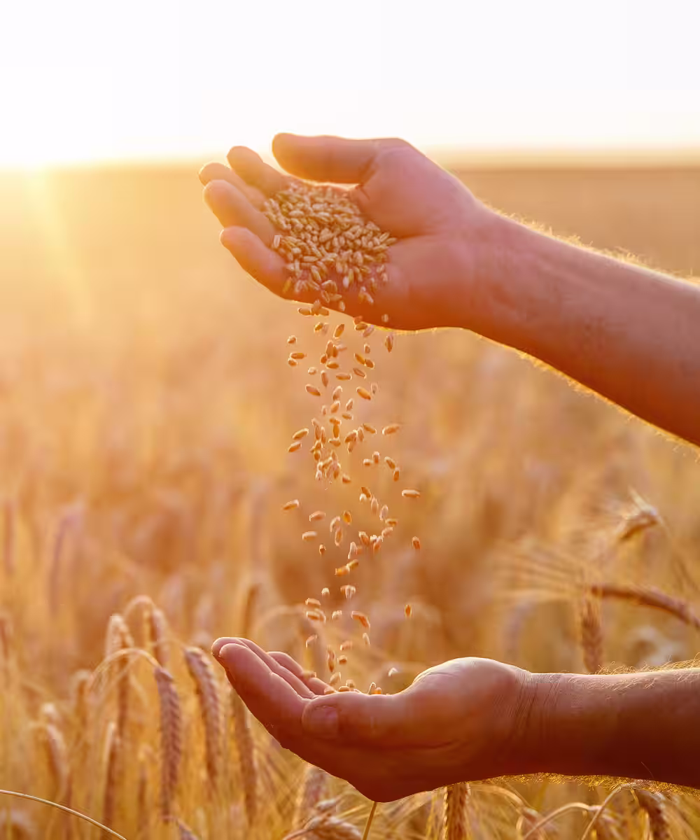 Two hands with grain falling between them