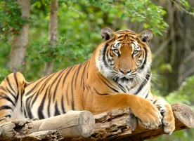 Tiger Safari Zoo