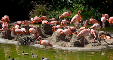 San Diego Zoo