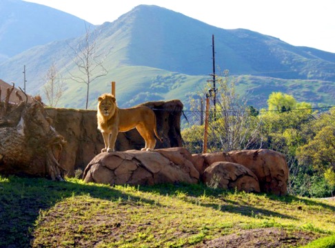 Hogle Zoo