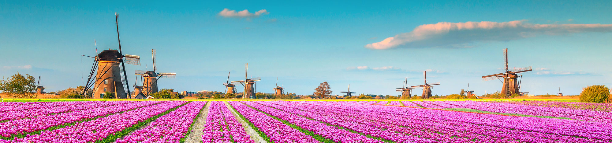 Windmühlen hinter einem pinkfarbenen Tulpenfeld