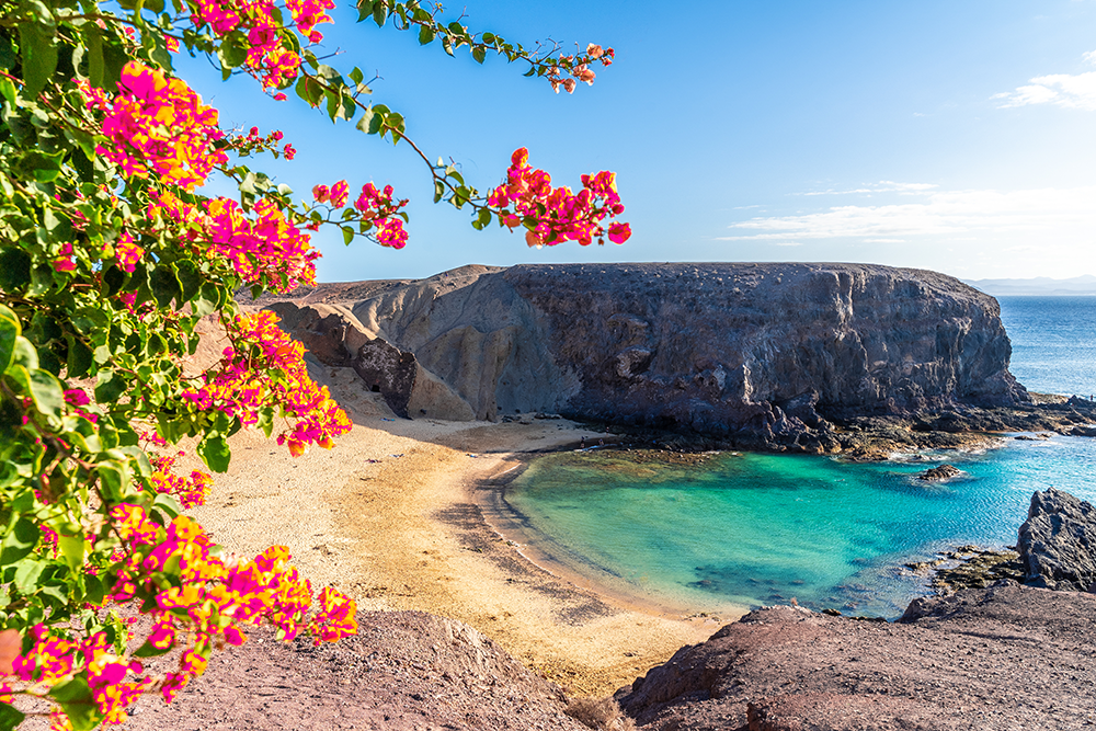 lanzarote  strand mit exotischen blumen