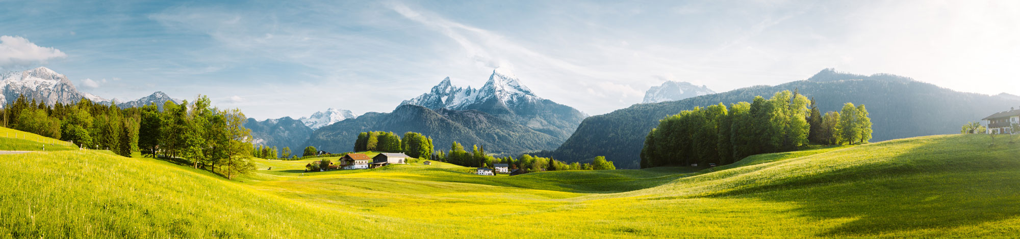 Almwiese vor Bergkulisse im Sommer