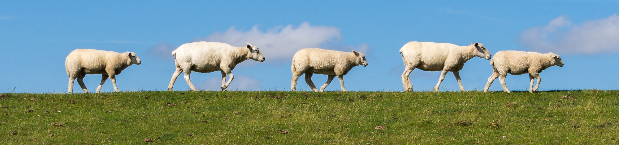 Schafe laufen auf dem Deich