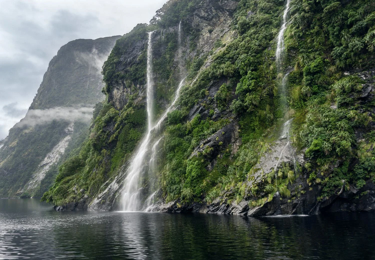 An image of a rain forest