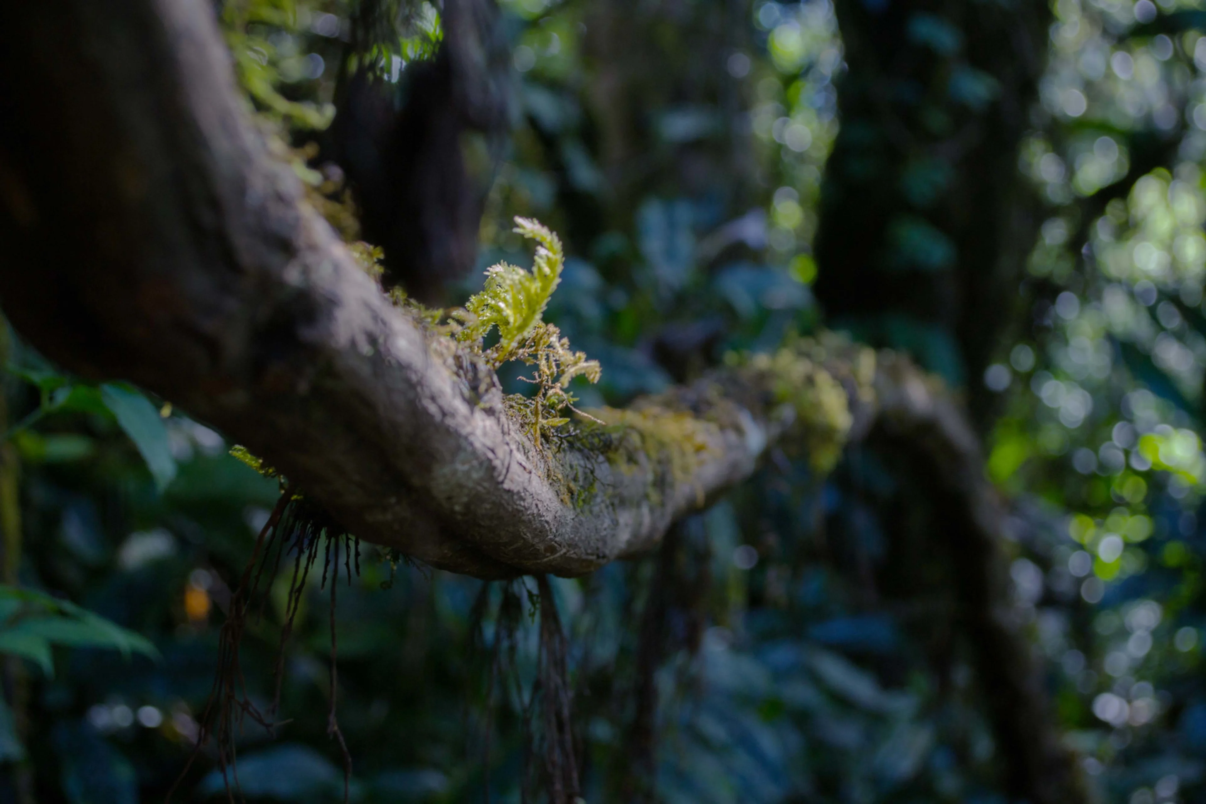 An image of a rain forest