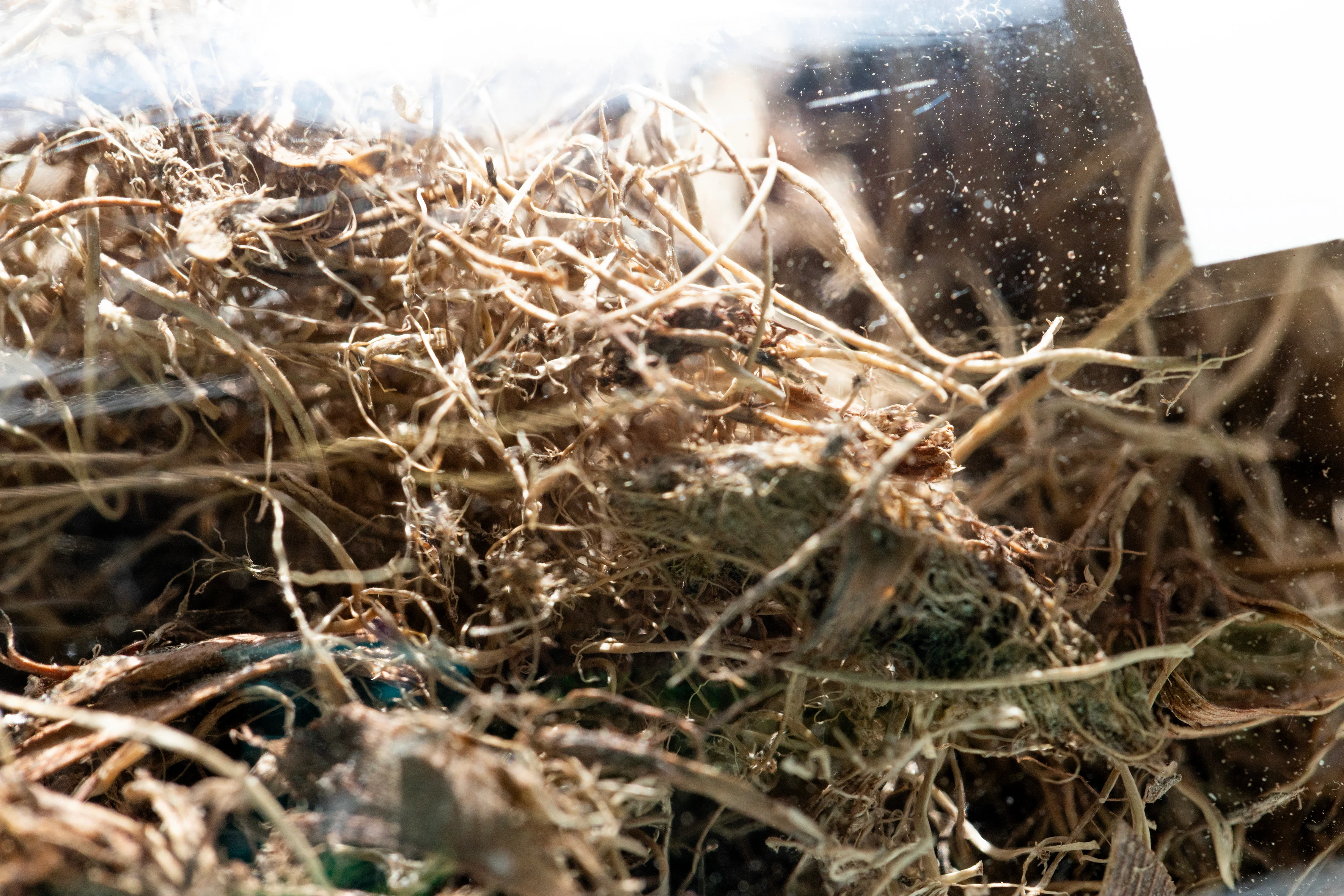 Lignocellulose and forest residues
