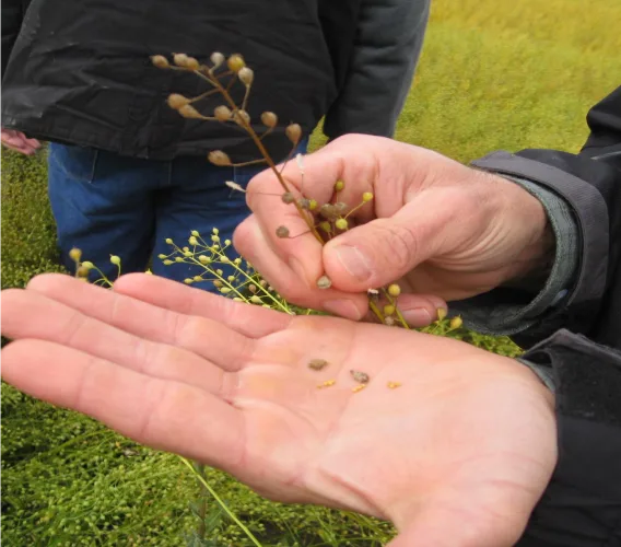 Man holding seeds in his hand