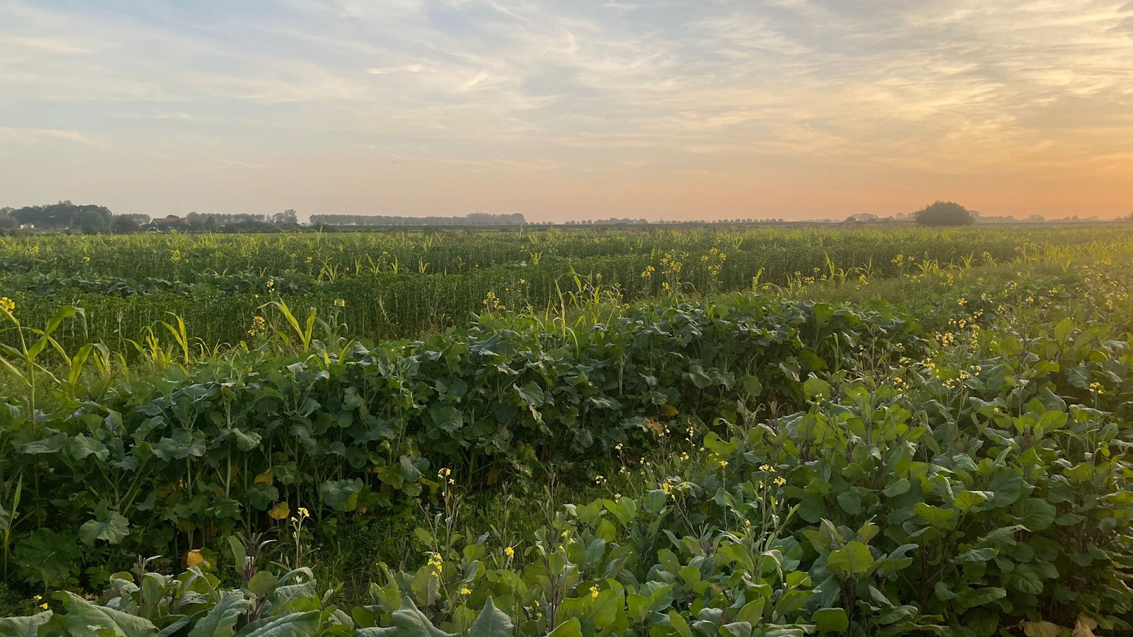 Neste prüft regenerative Landwirtschaft als Rohstoffquelle