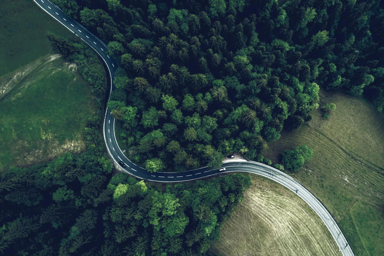 Road in green forest.