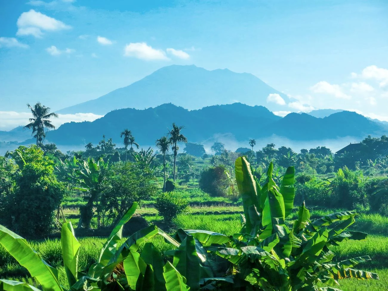 Picture of palm trees with a mountain in the background