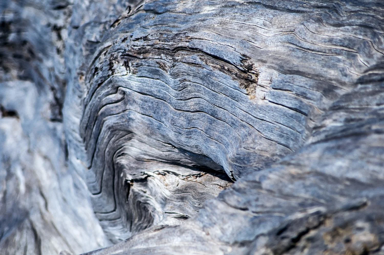 Annual rings of a tree 