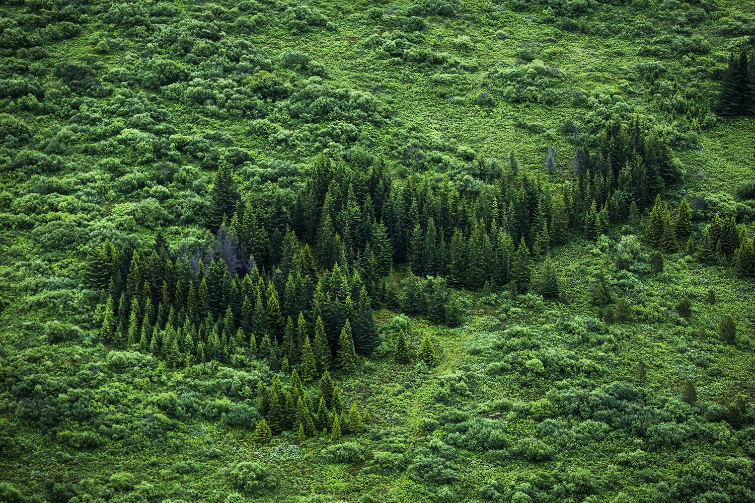 Aerial view of a small forested area.