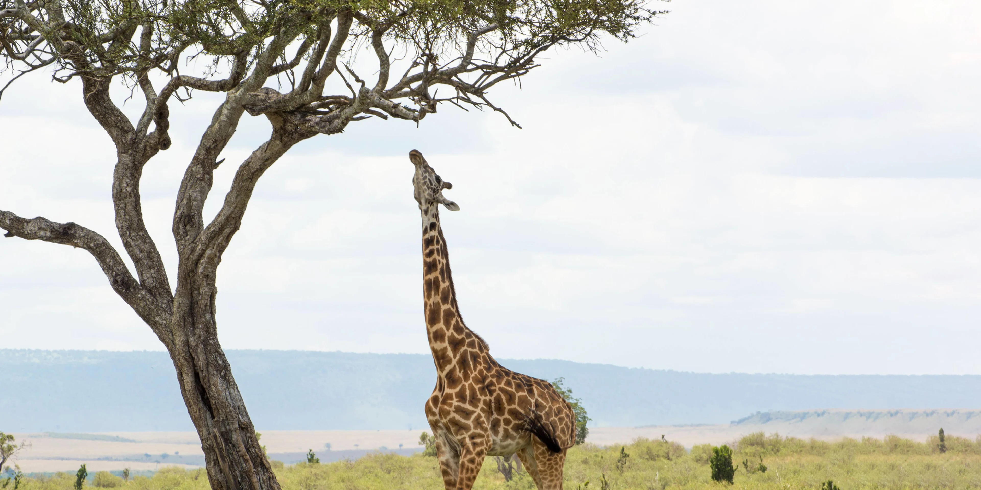 A giraffe reaching for leaves in a tree