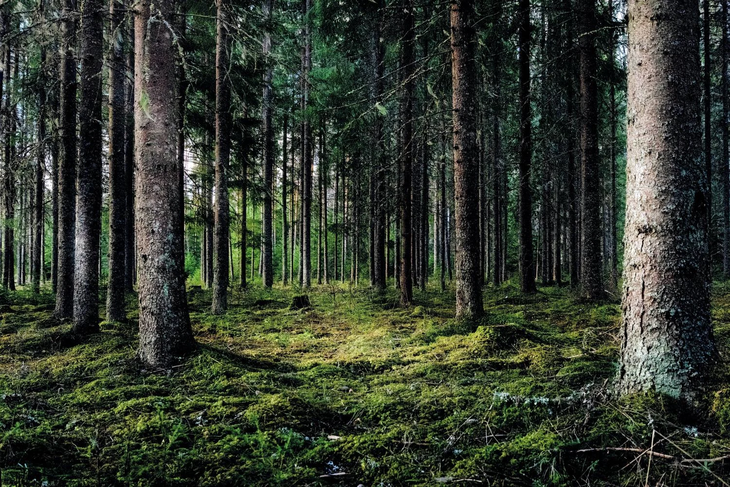 Forest in sunlight