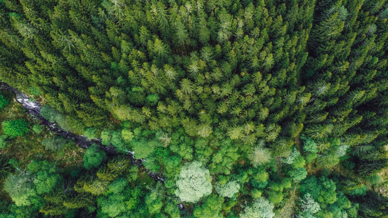 Aerial view of forest | Neste