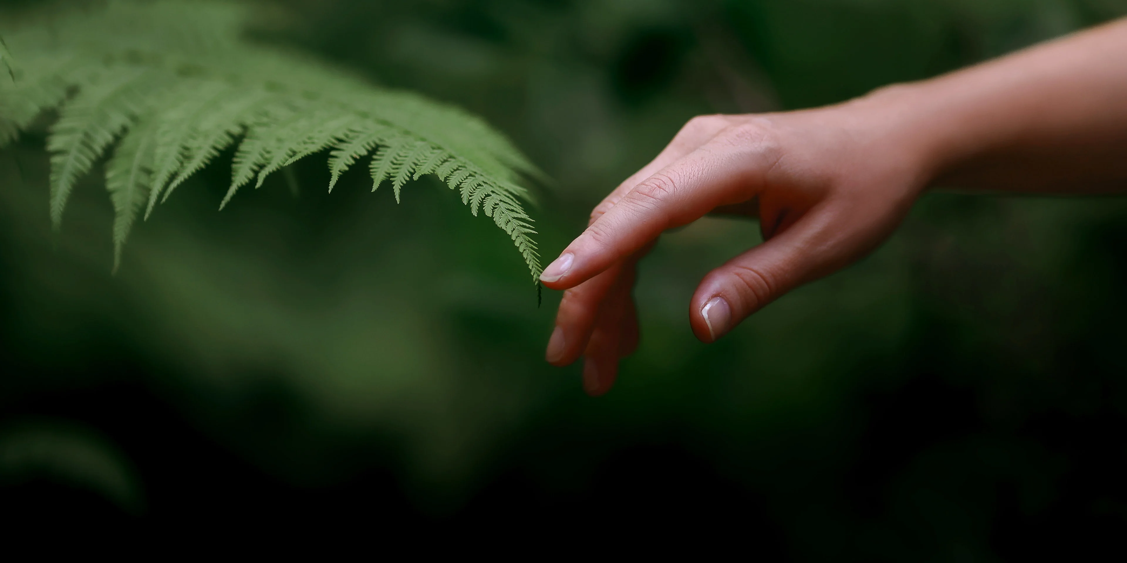a hand and a plant