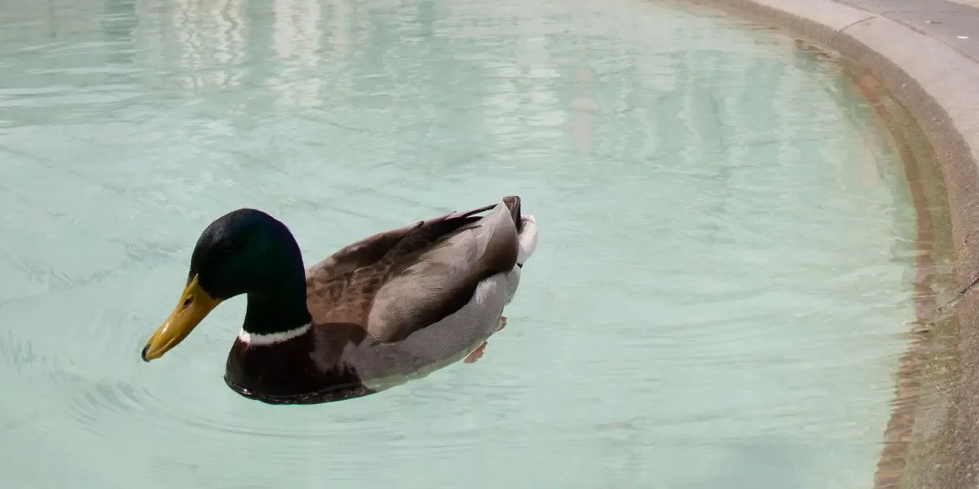 Photo of a mallard swimming - article photo