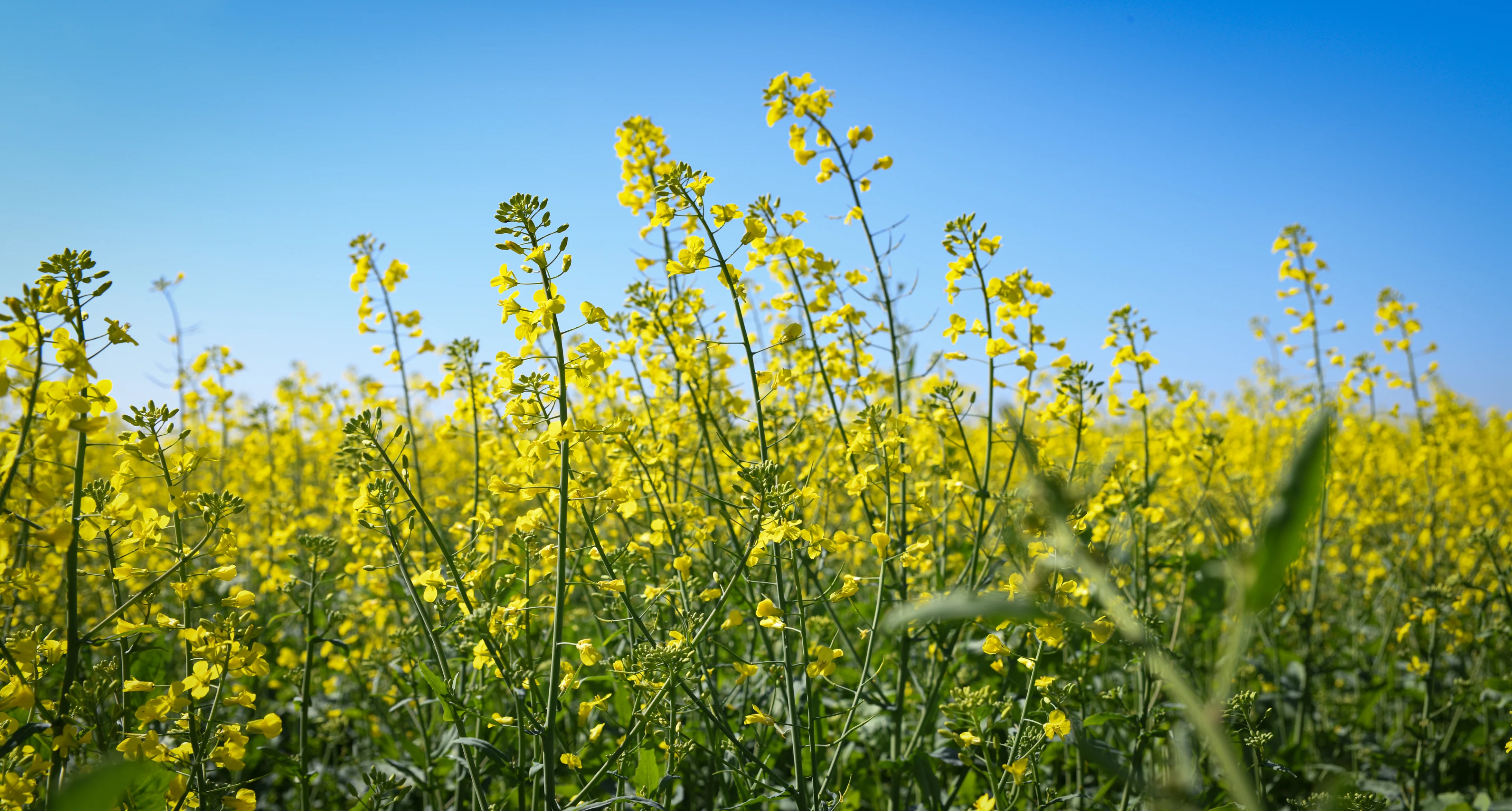 Intermediate crops