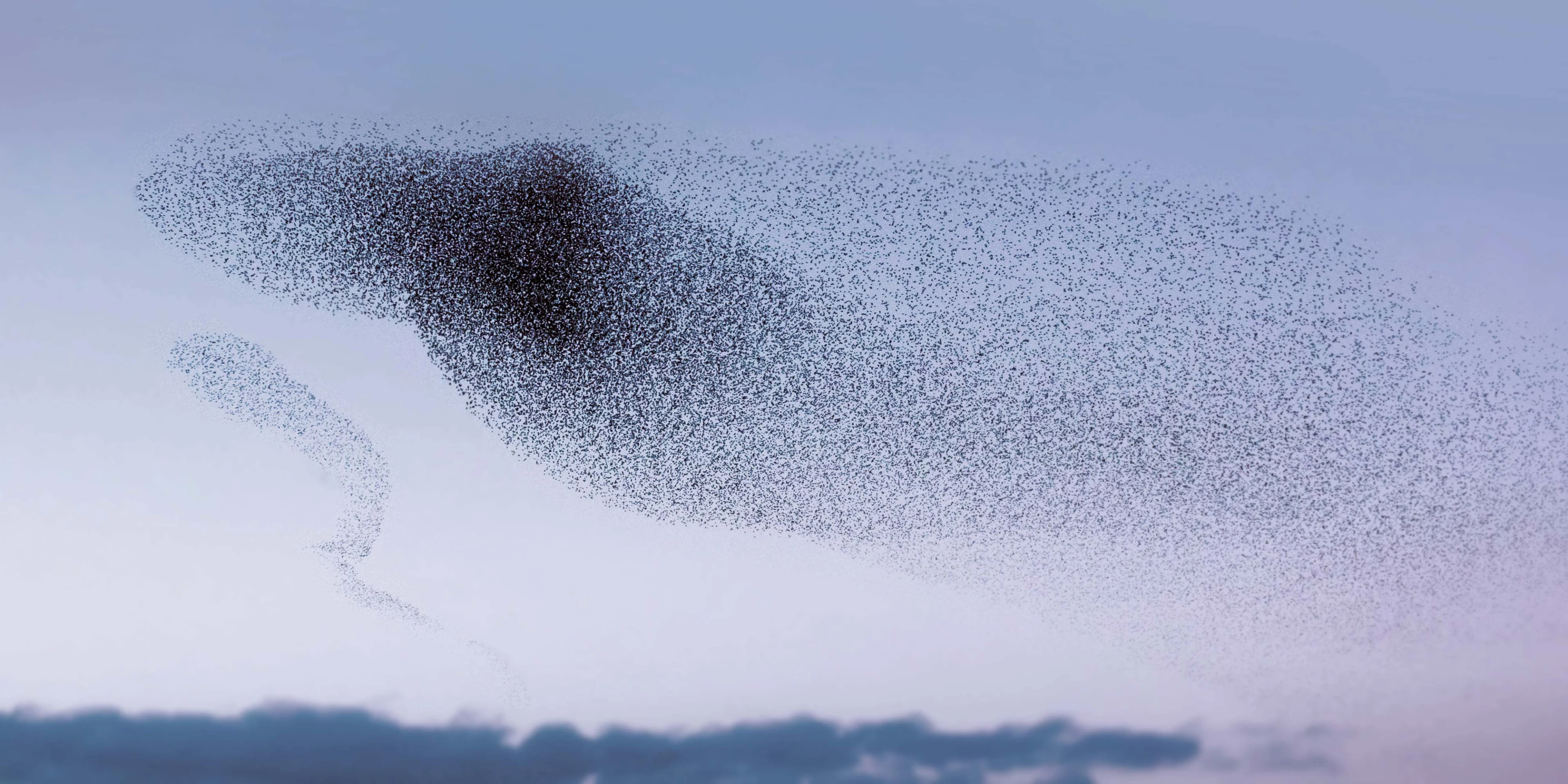 A flock of birds circulating