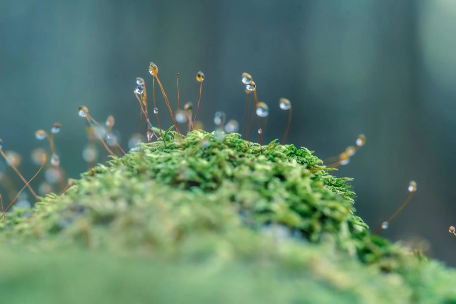 Forest and nature