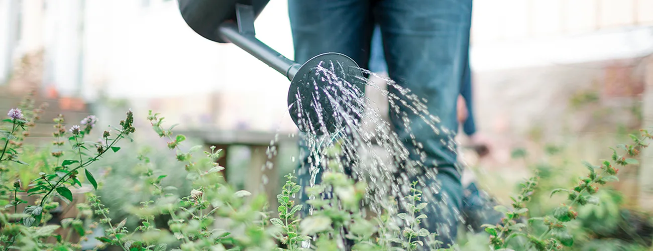  Zero Island watering can