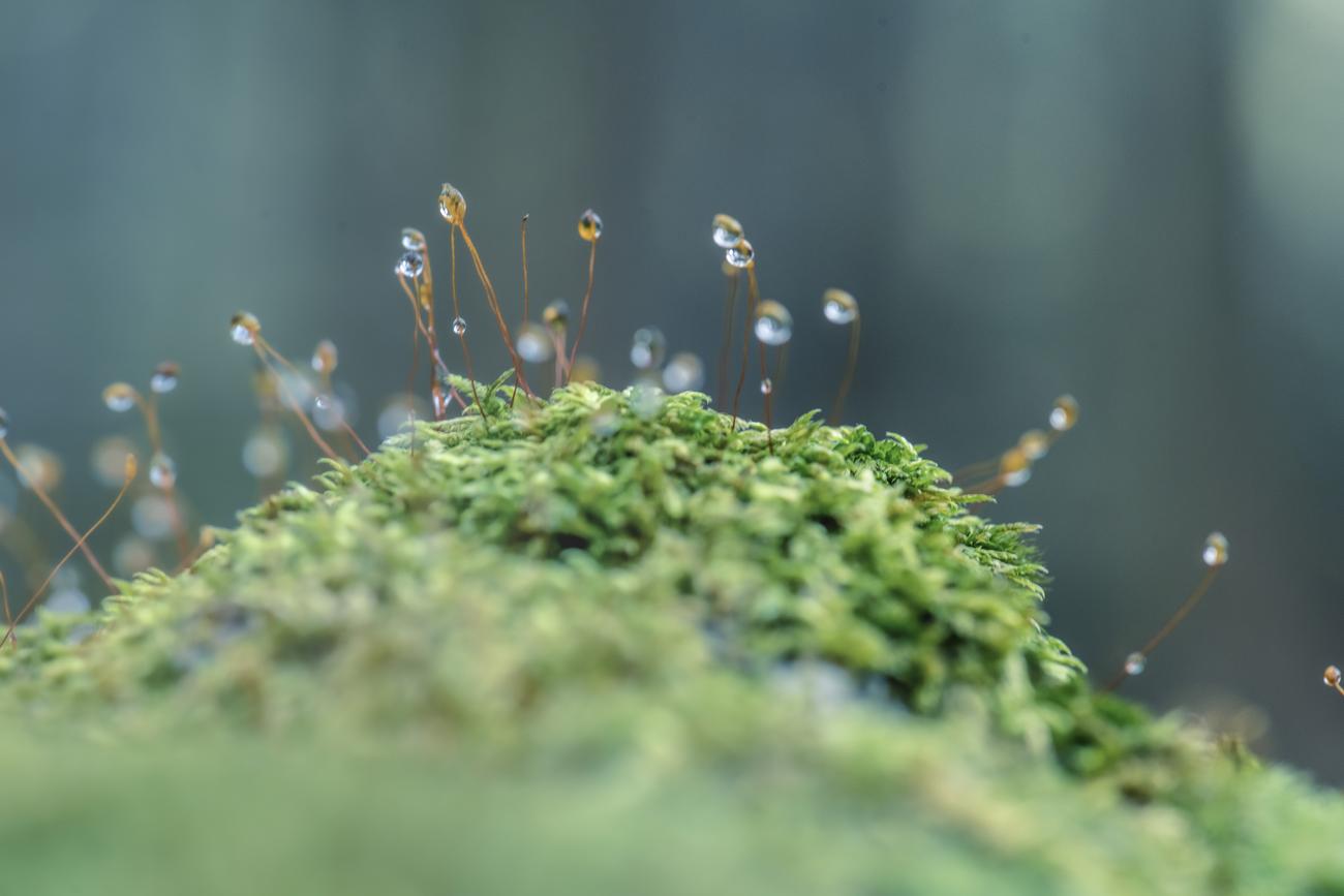 Was tun wir zum Schutz unserer Umwelt? Maßnahmen zur Förderung der biologischen Vielfalt sind zentraler Bestandteil unserer Nachhaltigkeitsbestrebungen