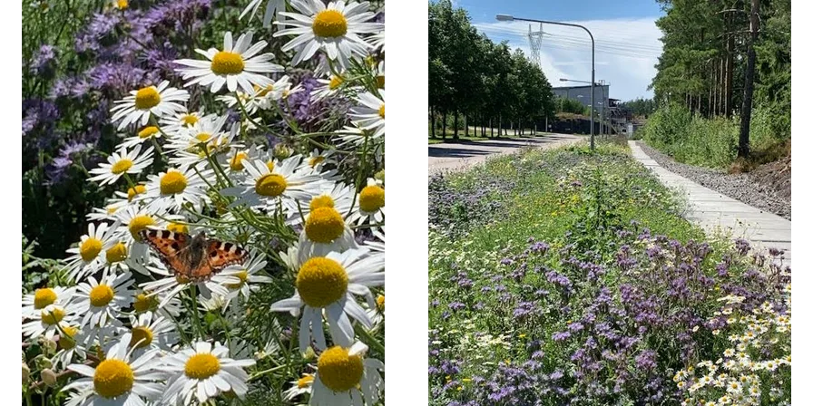 Close up of a butterfly sitting on a flower and overall view of the meadow in Porvoo refinery area.