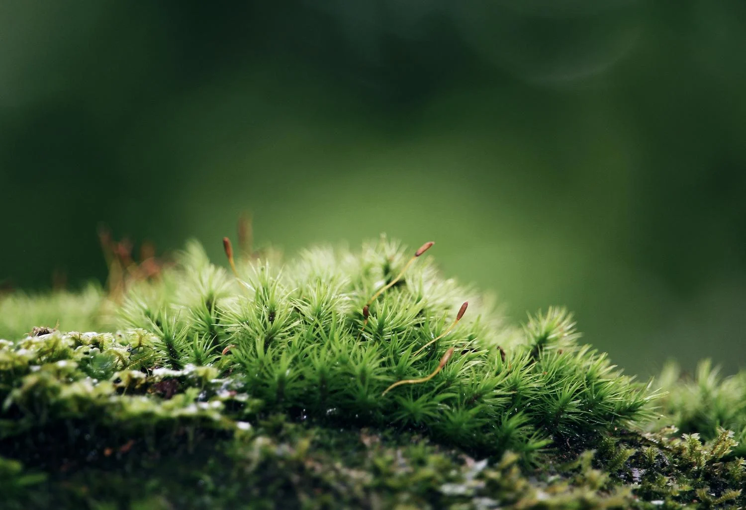 Green nature in forest