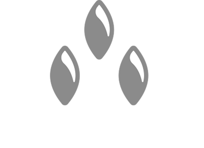 Tuatara