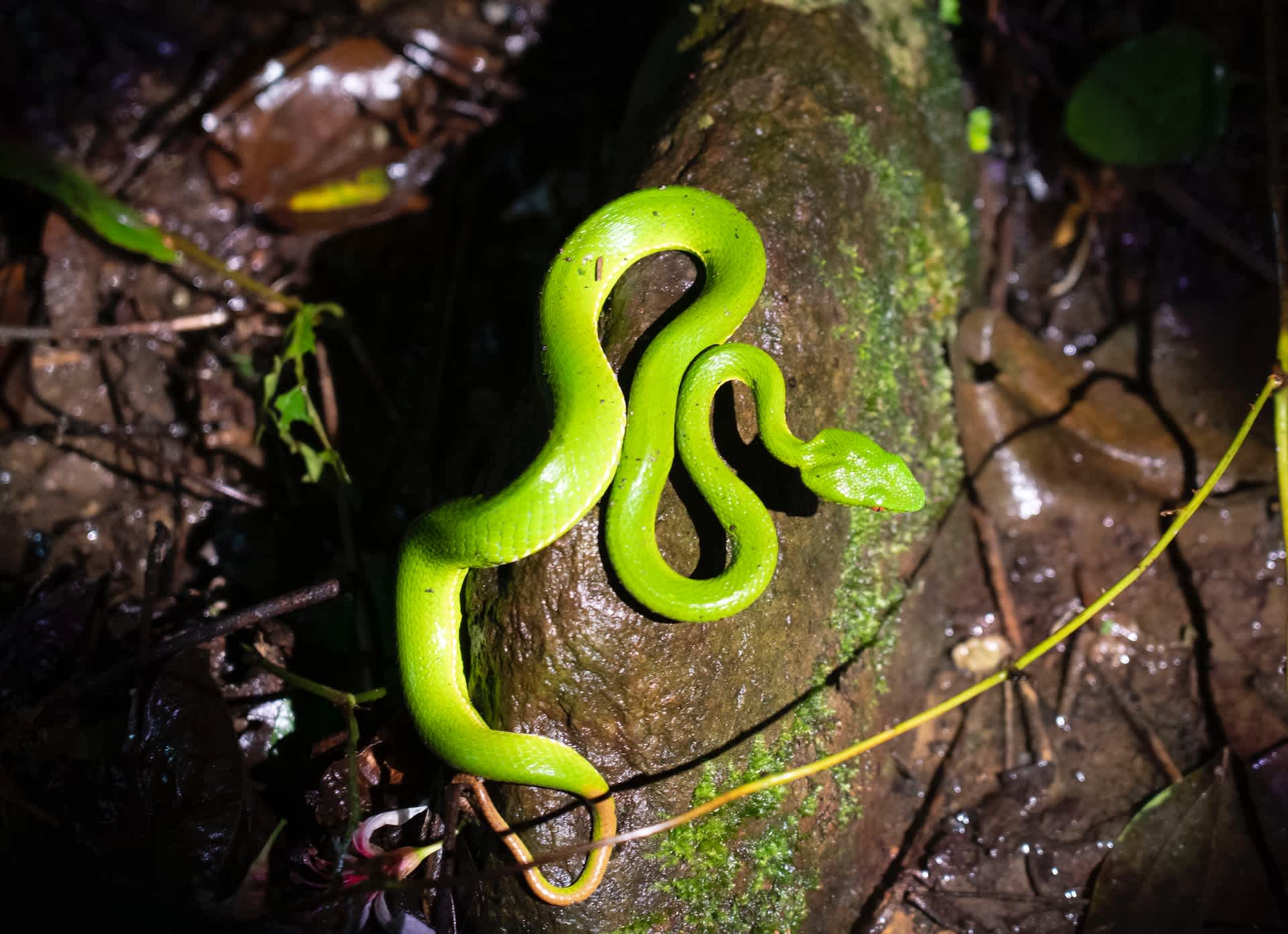 赤尾青竹絲