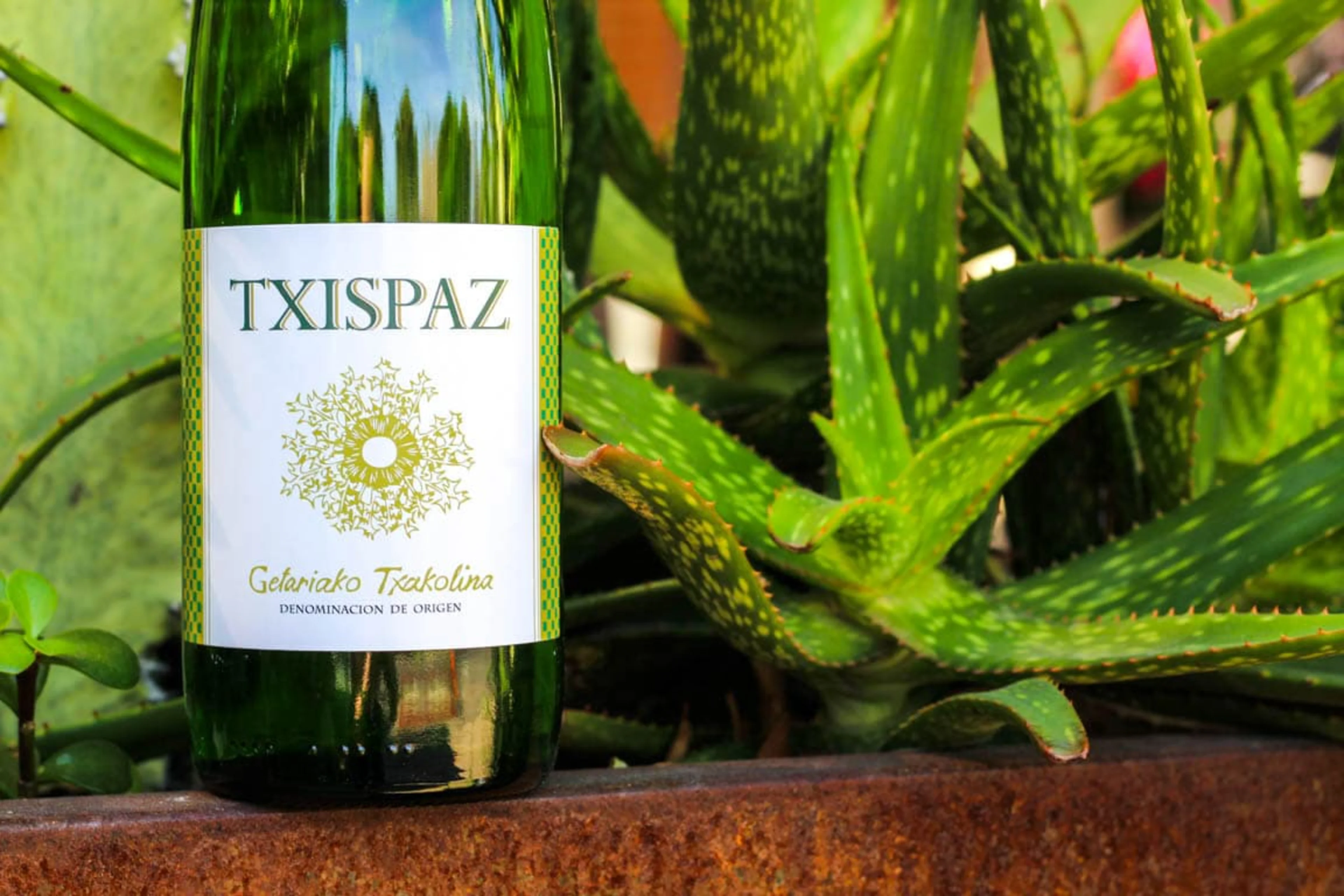 A bottle of white wine next to an aloe plant.