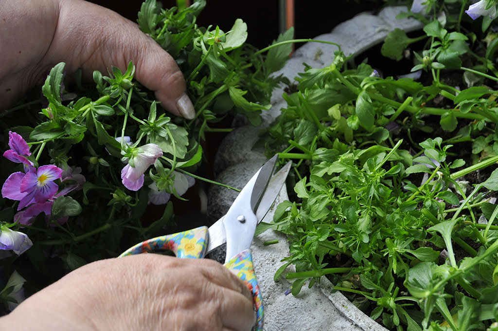 Klipp ner utblommade violer och penséer till cirka 5 centimeter. Foto: Bernt Svensson