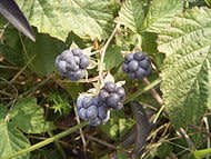 Salmbär, _Rubus caesius_. Foto: Wikipedia