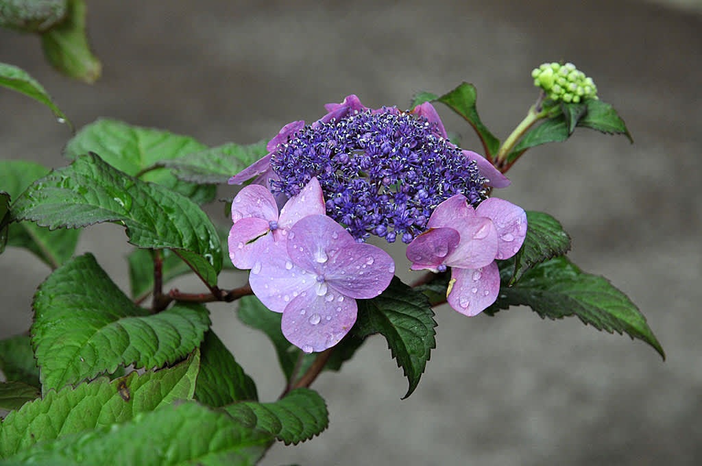 _H. macrophylla_ 'ES Twist-n-Shout'.
Foto: Bernt Svensson
