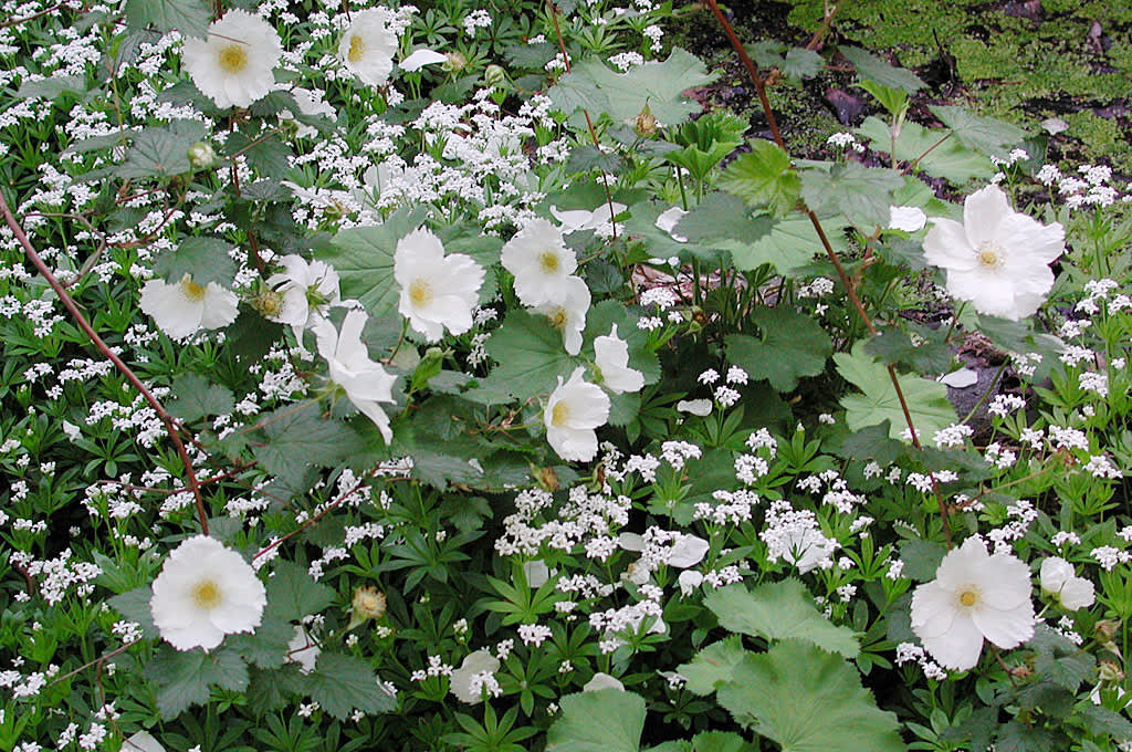 Myskmadra som underplantering till _Rubus_ 'Benedeen', prydnadshallon.
Foto: Sylvia Svensson