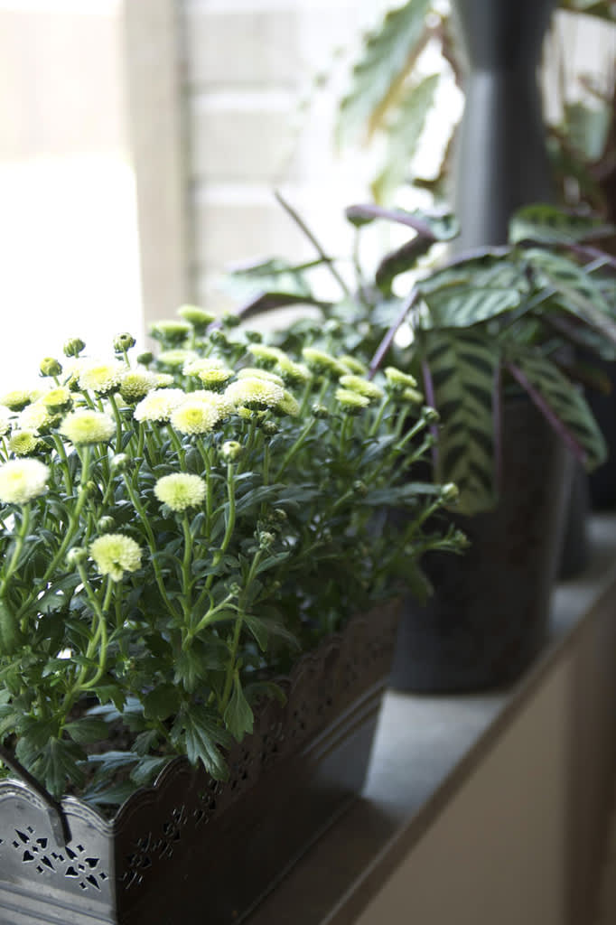 Krysantemum 'Greenery Mix' i brun plåtkruka med grön bas.