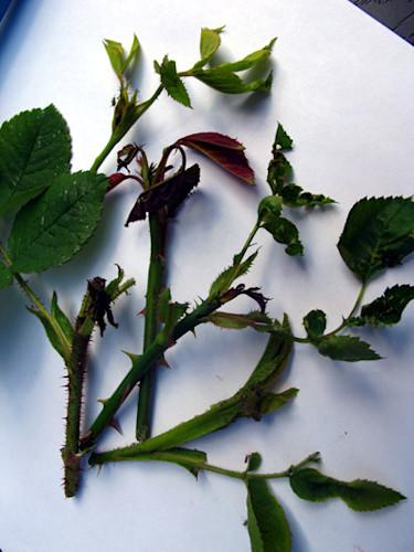 Skador efter rosenskottstekel. Fotot: Kajsa Sjödin.